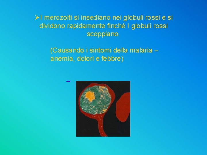 ØI merozoiti si insediano nei globuli rossi e si dividono rapidamente finchè I globuli