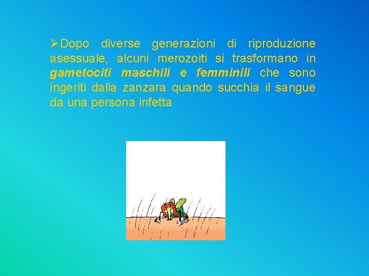 ØDopo diverse generazioni di riproduzione asessuale, alcuni merozoiti si trasformano in gametociti maschili e