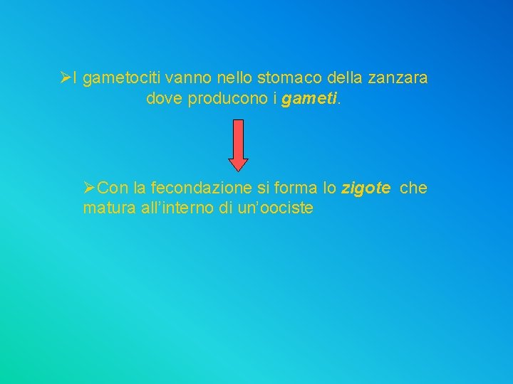 ØI gametociti vanno nello stomaco della zanzara dove producono i gameti. ØCon la fecondazione