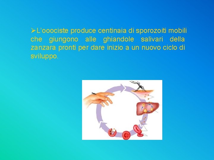 ØL’ooociste produce centinaia di sporozoiti mobili che giungono alle ghiandole salivari della zanzara pronti