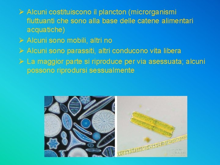 Ø Alcuni costituiscono il plancton (microrganismi fluttuanti che sono alla base delle catene alimentari