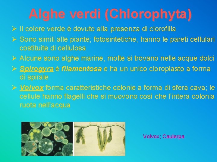 Alghe verdi (Chlorophyta) Ø Il colore verde è dovuto alla presenza di clorofilla Ø