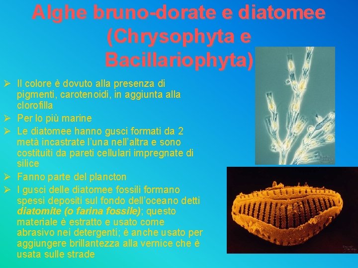 Alghe bruno-dorate e diatomee (Chrysophyta e Bacillariophyta) Ø Il colore è dovuto alla presenza