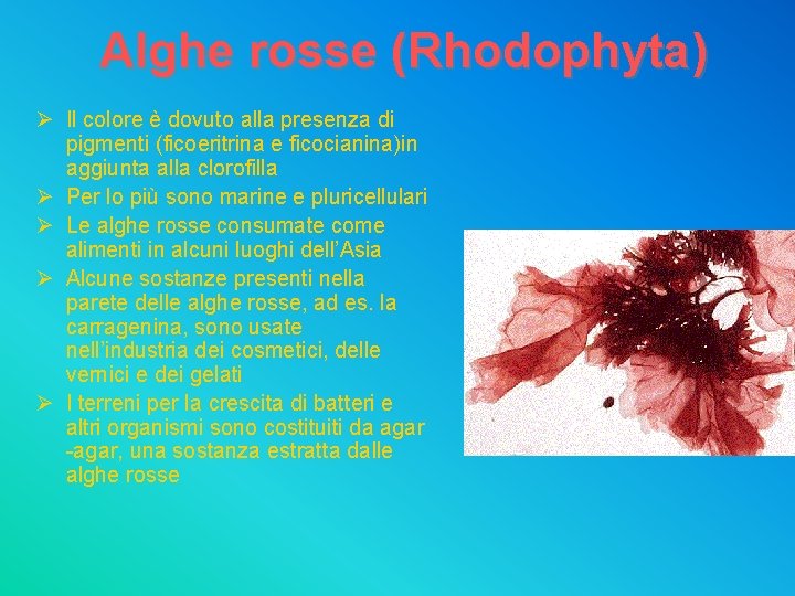 Alghe rosse (Rhodophyta) Ø Il colore è dovuto alla presenza di pigmenti (ficoeritrina e