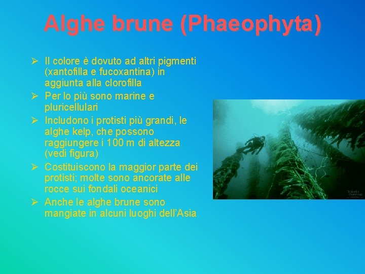 Alghe brune (Phaeophyta) Ø Il colore è dovuto ad altri pigmenti (xantofilla e fucoxantina)