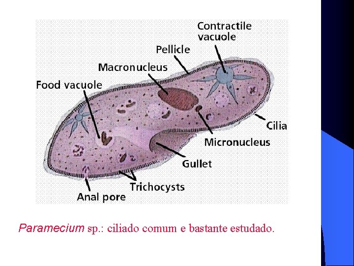 Paramecium sp. : ciliado comum e bastante estudado. 