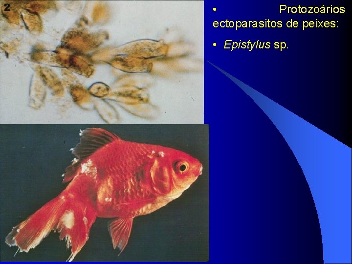  • Protozoários ectoparasitos de peixes: • Epistylus sp. 