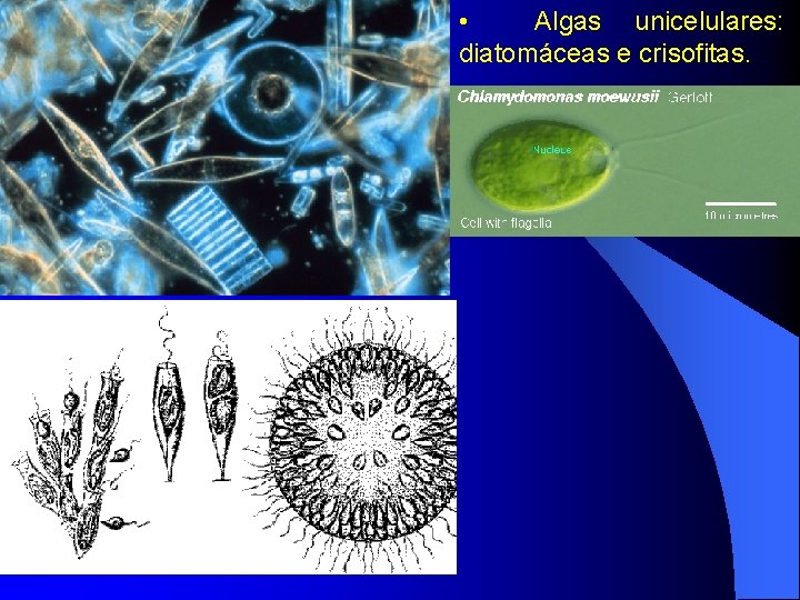  • Algas unicelulares: diatomáceas e crisofitas. 