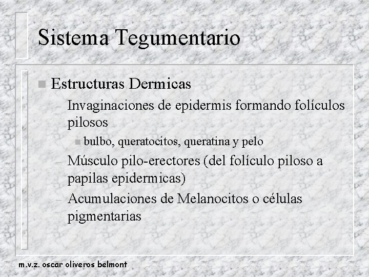 Sistema Tegumentario n Estructuras Dermicas – Invaginaciones de epidermis formando folículos pilosos n bulbo,