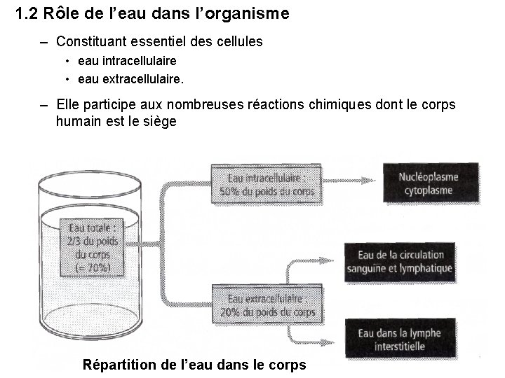 1. 2 Rôle de l’eau dans l’organisme – Constituant essentiel des cellules • eau