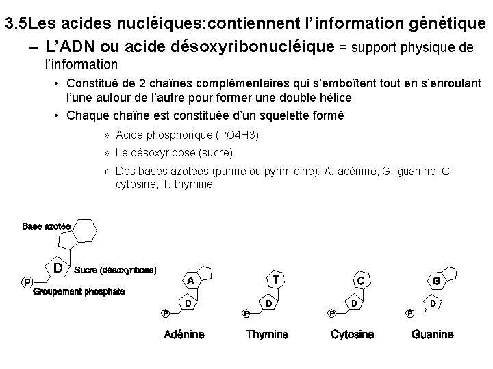3. 5 Les acides nucléiques: contiennent l’information génétique – L’ADN ou acide désoxyribonucléique =