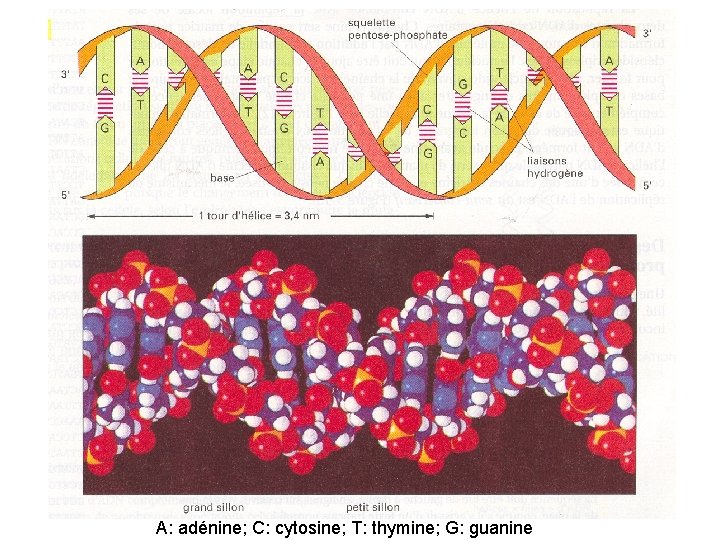 A: adénine; C: cytosine; T: thymine; G: guanine 