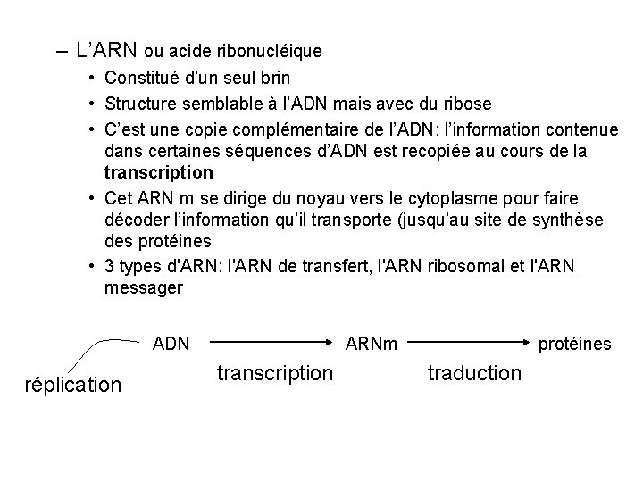 – L’ARN ou acide ribonucléique • Constitué d’un seul brin • Structure semblable à