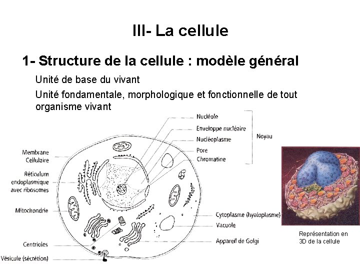 III- La cellule 1 - Structure de la cellule : modèle général Unité de