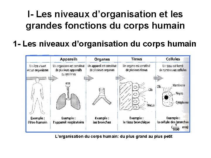 I- Les niveaux d’organisation et les grandes fonctions du corps humain 1 - Les