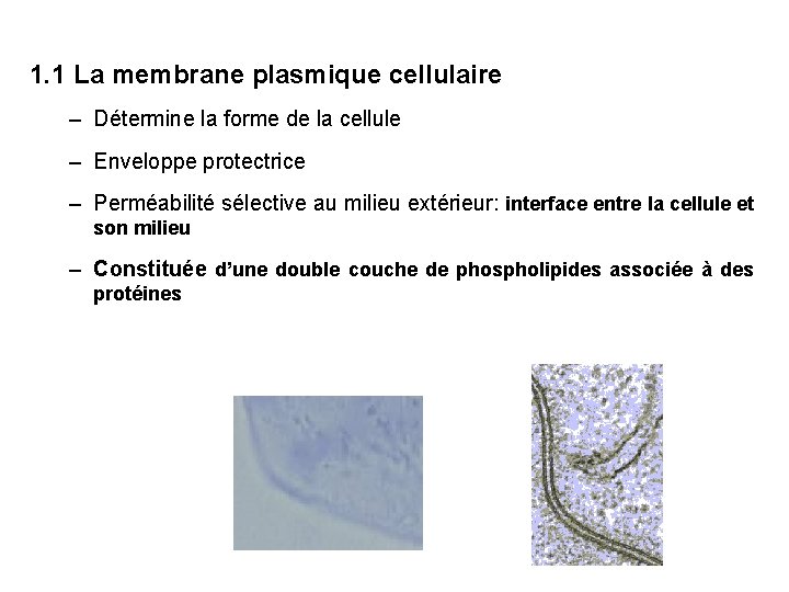 1. 1 La membrane plasmique cellulaire – Détermine la forme de la cellule –