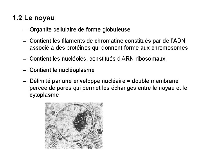 1. 2 Le noyau – Organite cellulaire de forme globuleuse – Contient les filaments