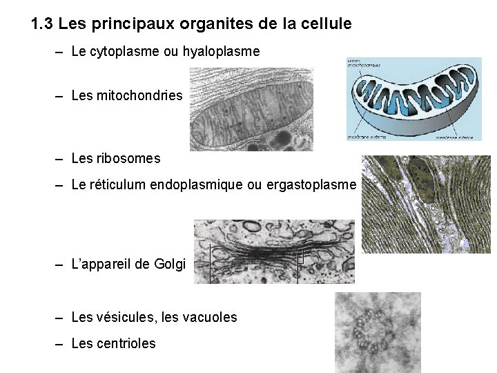 1. 3 Les principaux organites de la cellule – Le cytoplasme ou hyaloplasme –