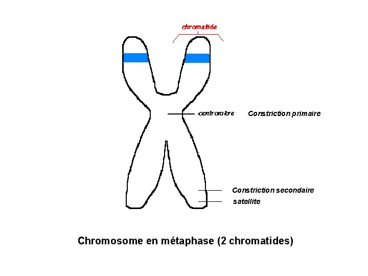 Constriction primaire Constriction secondaire satellite Chromosome en métaphase (2 chromatides) 