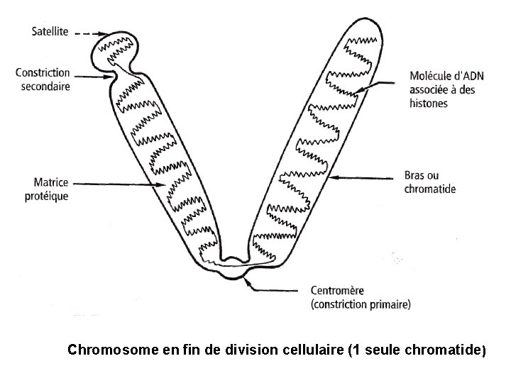 Chromosome en fin de division cellulaire (1 seule chromatide ) 