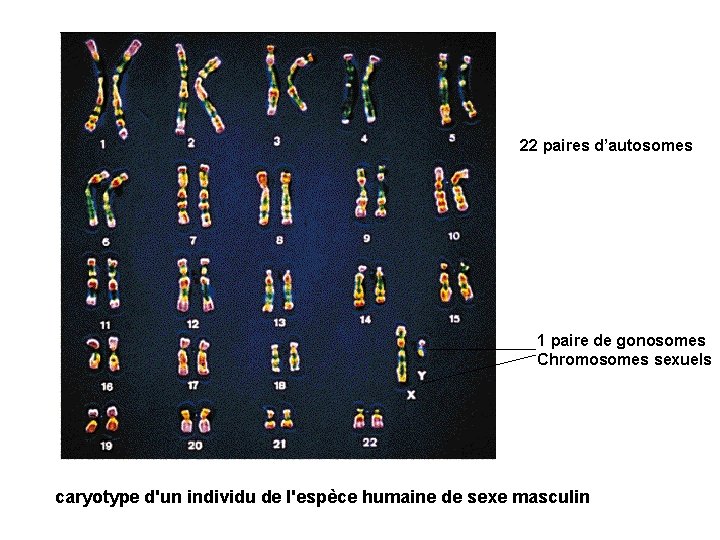 22 paires d’autosomes 1 paire de gonosomes Chromosomes sexuels caryotype d'un individu de l'espèce