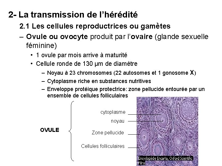 2 - La transmission de l’hérédité 2. 1 Les cellules reproductrices ou gamètes –