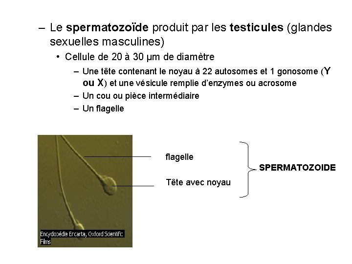 – Le spermatozoïde produit par les testicules (glandes sexuelles masculines) • Cellule de 20