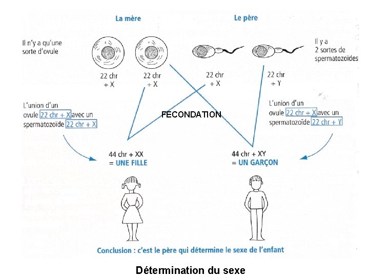 FECONDATION Détermination du sexe 