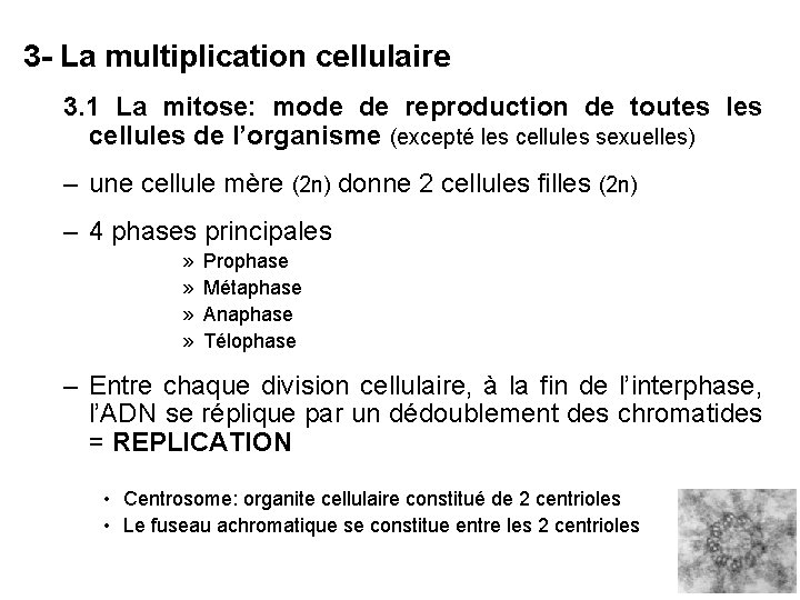 3 - La multiplication cellulaire 3. 1 La mitose: mode de reproduction de toutes