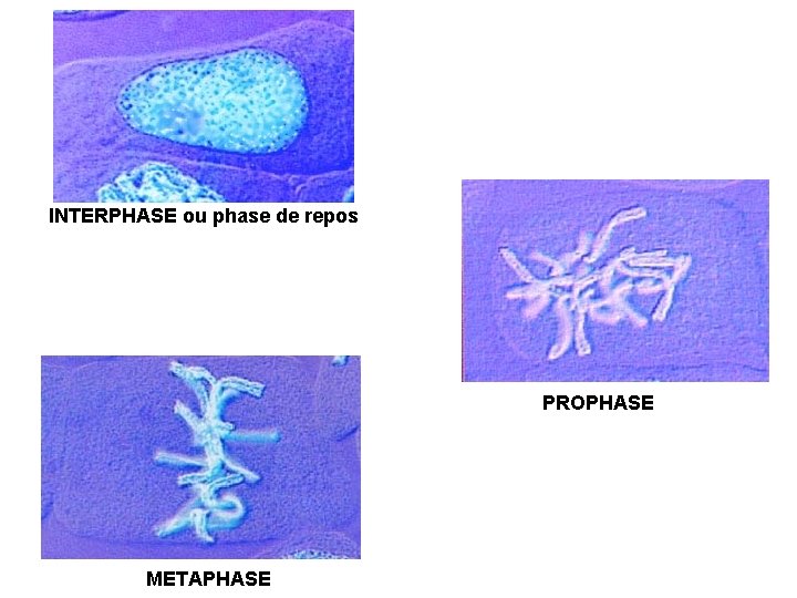 INTERPHASE ou phase de repos PROPHASE METAPHASE 