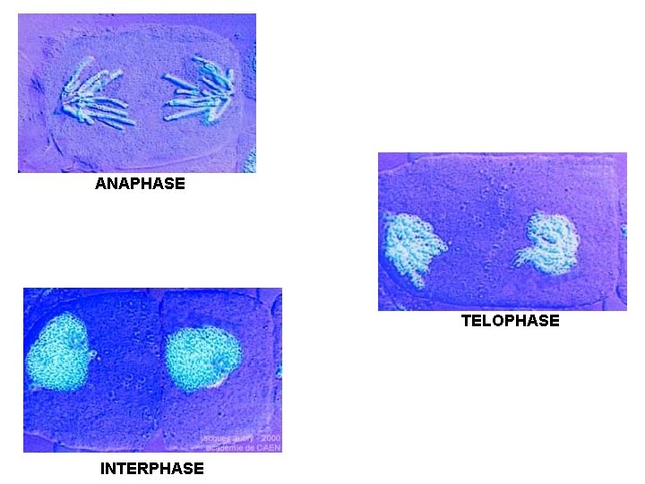 ANAPHASE TELOPHASE INTERPHASE 
