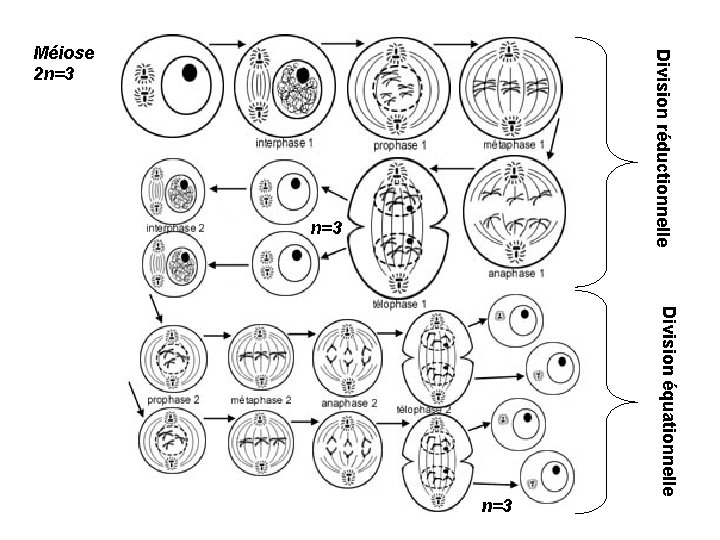 Division réductionnelle Méiose 2 n=3 Division équationnelle n=3 