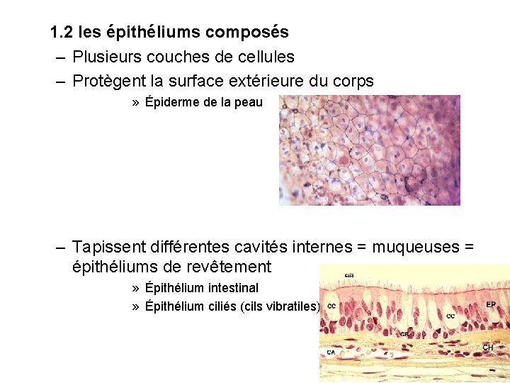1. 2 les épithéliums composés – Plusieurs couches de cellules – Protègent la surface