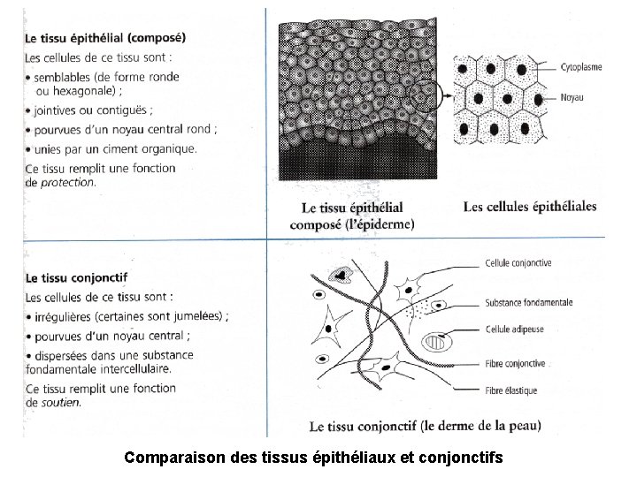Comparaison des tissus épithéliaux et conjonctifs 