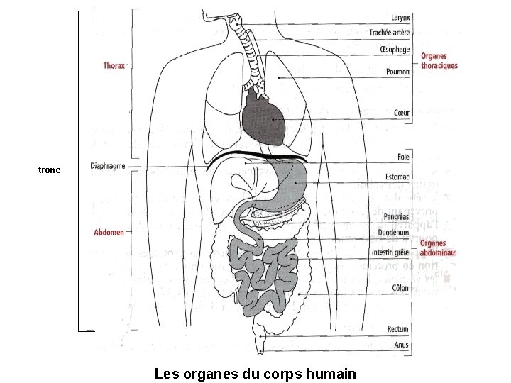 tronc Les organes du corps humain 