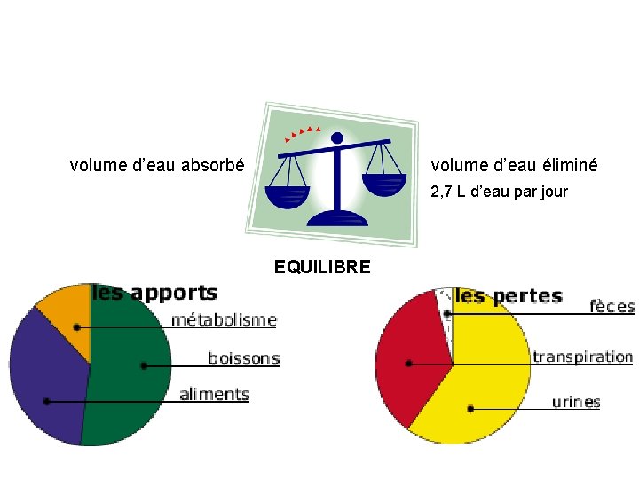 volume d’eau absorbé volume d’eau éliminé 2, 7 L d’eau par jour EQUILIBRE 