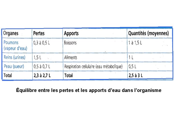 Équilibre entre les pertes et les apports d’eau dans l’organisme 