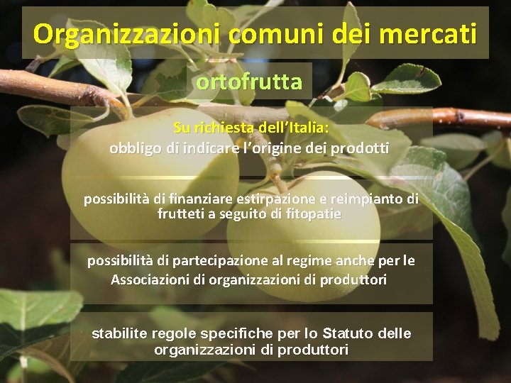 Organizzazioni comuni dei mercati ortofrutta Su richiesta dell’Italia: obbligo di indicare l’origine dei prodotti