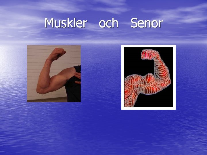 Muskler och Senor 