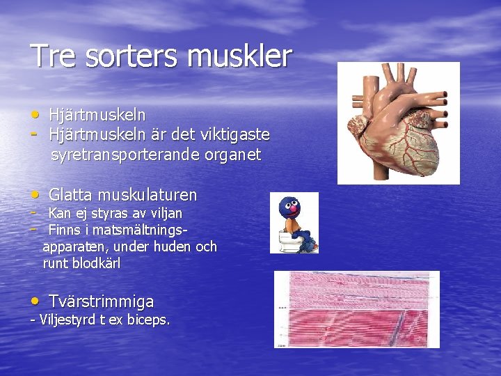 Tre sorters muskler • Hjärtmuskeln - Hjärtmuskeln är det viktigaste syretransporterande organet • Glatta