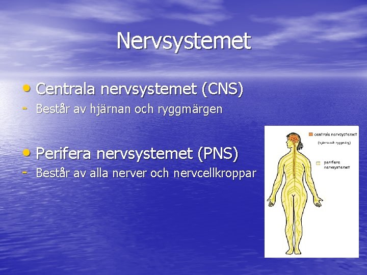 Nervsystemet • Centrala nervsystemet (CNS) - Består av hjärnan och ryggmärgen • Perifera nervsystemet