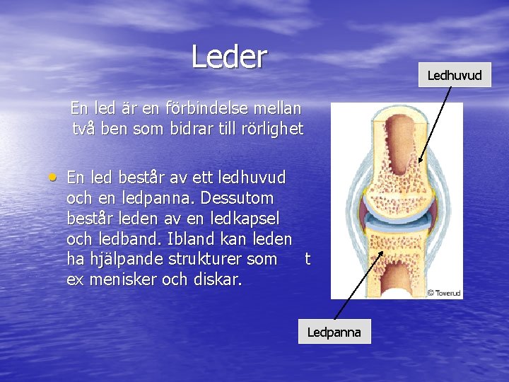 Leder Ledhuvud En led är en förbindelse mellan två ben som bidrar till rörlighet