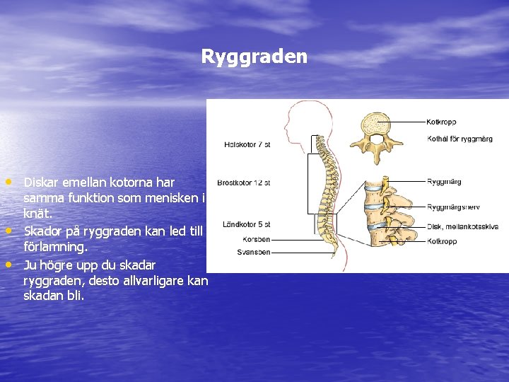 Ryggraden • Diskar emellan kotorna har • • samma funktion som menisken i knät.