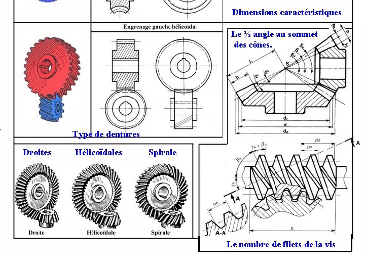 Dimensions caractéristiques Le ½ angle au sommet des cônes. Type de dentures Droites Hélicoïdales