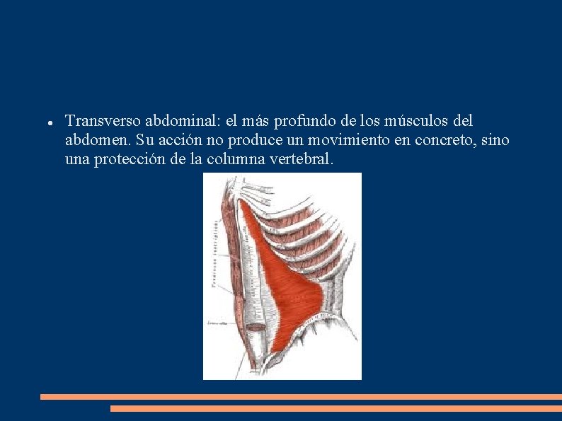  Transverso abdominal: el más profundo de los músculos del abdomen. Su acción no