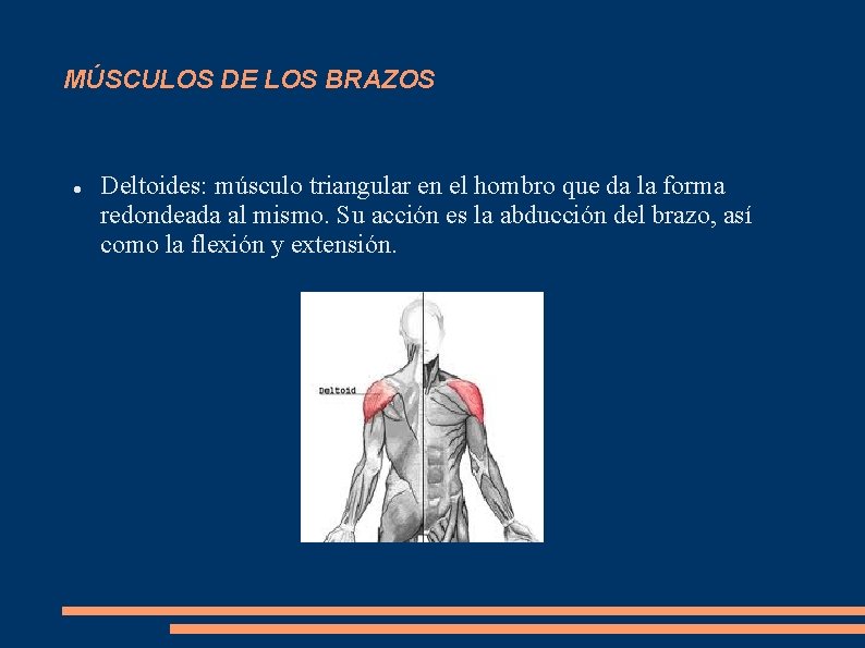 MÚSCULOS DE LOS BRAZOS Deltoides: músculo triangular en el hombro que da la forma