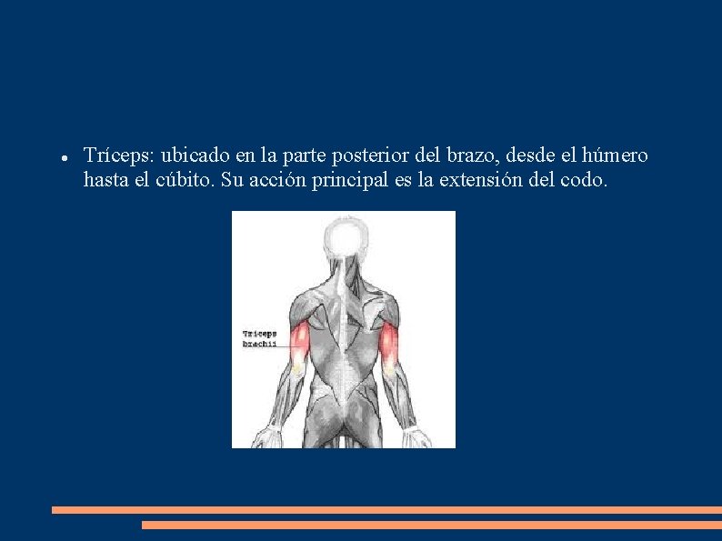  Tríceps: ubicado en la parte posterior del brazo, desde el húmero hasta el