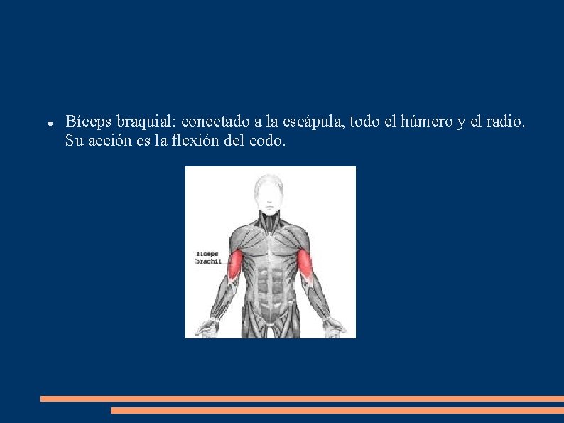  Bíceps braquial: conectado a la escápula, todo el húmero y el radio. Su