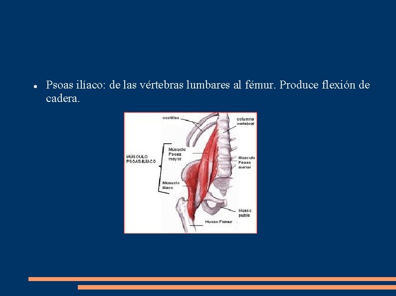  Psoas ilíaco: de las vértebras lumbares al fémur. Produce flexión de cadera. 