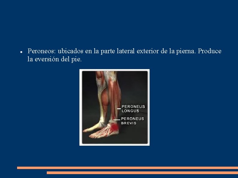  Peroneos: ubicados en la parte lateral exterior de la pierna. Produce la eversión